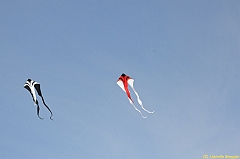 Venice kite festival_0002